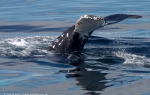 b5_Humpbacks-Rosamel_01Feb11_19