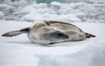 Amundsen Sea, Antarctica