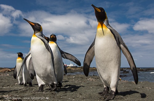 Scott Island – Macquarie Island