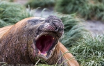 Macquarie Island