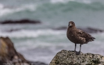 Macquarie Island