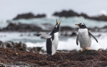 Macquarie Island