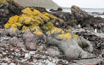 Macquarie Island