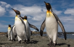 Sandy Bay, Macquarie Island