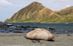 Sandy Bay, Macquarie Island