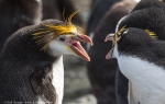 Sandy Bay, Macquarie Island