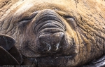 Sandy Bay, Macquarie Island