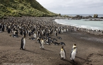 Sandy Bay, Macquarie Island