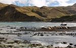 Sandy Bay, Macquarie Island