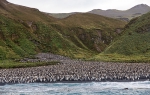 Lusitania Bay, Macquarie Island