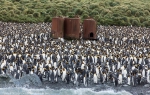 Lusitania Bay, Macquarie Island