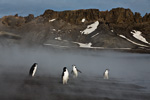 a9_deception-island_13jan15_489