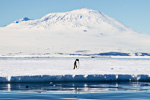 e5_mcmurdo-sound_29jan15_162