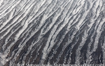 c2_Saunders-Island_12Nov13_242
