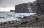 c2_Saunders-Island_12Nov13_379