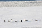 170302a_ross-sea_ice_127
