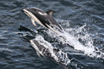 Dusky_Dolphins_08_Dec_2005_3