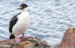 b5_Grytviken_09Nov13_154