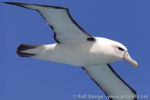 White-capped albatross