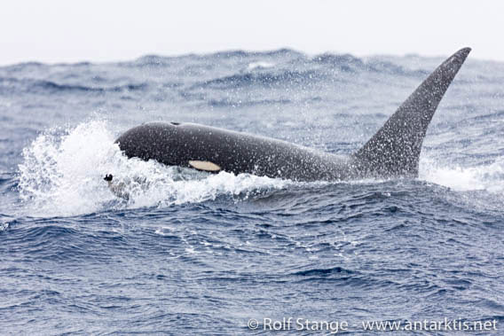 Drake-Passage - 20 January 2018 - Orca