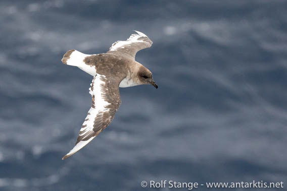 Antarctic Petrel